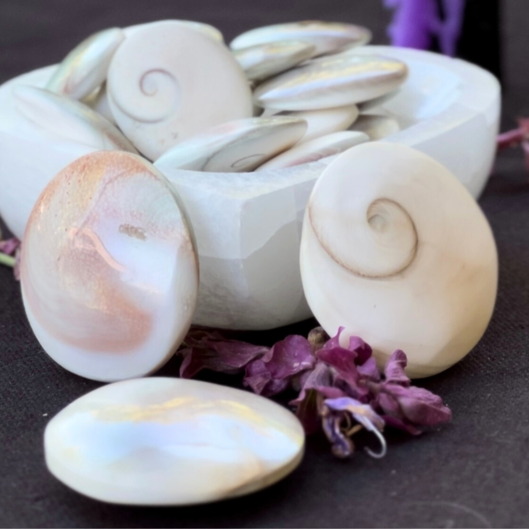 Shiva Eye Shell – Lunar Enchantments